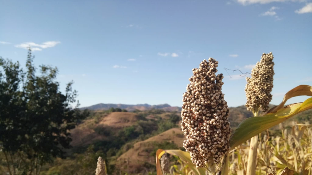 Sinaloa en la Recta Final para Exportar 1 Millón de Toneladas de Sorgo a China