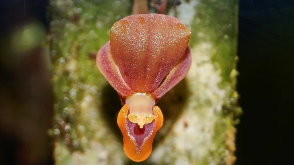 Pleurothallis labajosi