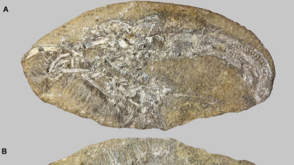 Descubrimiento Sin Precedentes: Bakiribu Waridza, Nuevo Pterosaurio Filtrador, Hallado en Vómito Fosilizado de Spinosaurio en Brasil