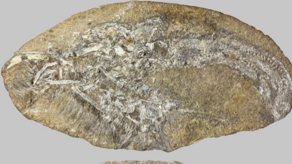 Descubrimiento Sin Precedentes: Bakiribu Waridza, Nuevo Pterosaurio Filtrador, Hallado en Vómito Fosilizado de Spinosaurio en Brasil