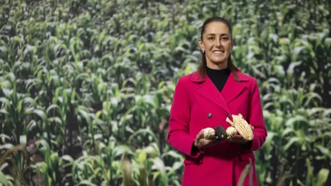 Sheinbaum a Productores de Maíz: No Hay Recursos para Prometer Precios de Garantía Elevados para Todo el Maíz