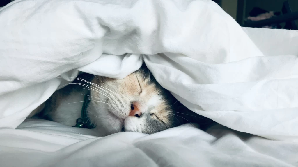 Dormir Menos de 7 Horas: ¿Por Qué Aumenta un 70% el Riesgo de Lesiones y Daños a la Salud? Expertos Revelan Impactantes Hallazgos