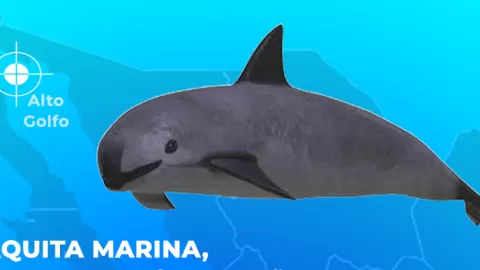 México Reporta Avances Esperanzadores en la Conservación de la Vaquita Marina Ante la CITES