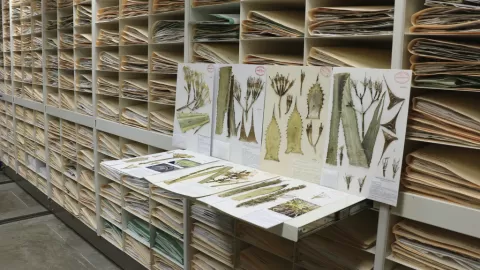 Herbario Nacional de México: Pilar Fundamental en la Lucha por la Biodiversidad y Contra el Cambio Climático