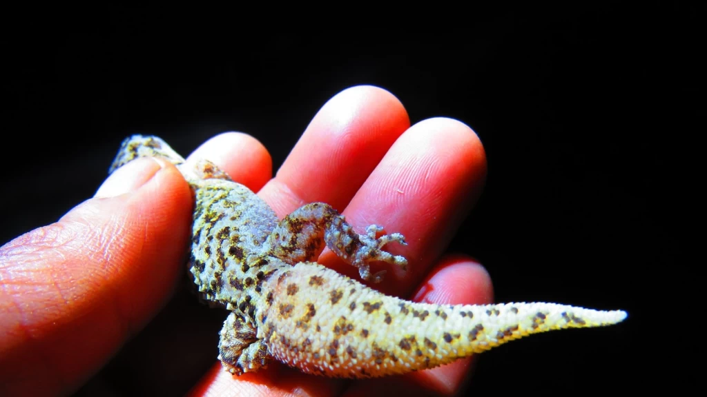 ¡Descubrimiento Histórico! Nueva Especie de Lagartija Nocturna 'Phyllodactylus ngiwa' Revelada en el Valle de Tehuacán-Cuicatlán, México