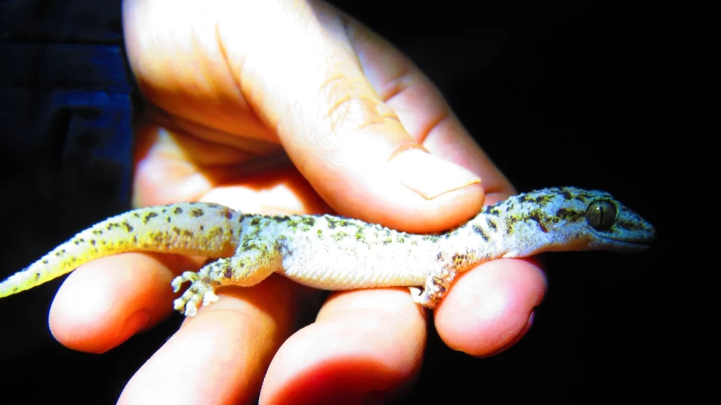 ¡Descubrimiento Histórico! Nueva Especie de Lagartija Nocturna 'Phyllodactylus ngiwa' Revelada en el Valle de Tehuacán-Cuicatlán, México