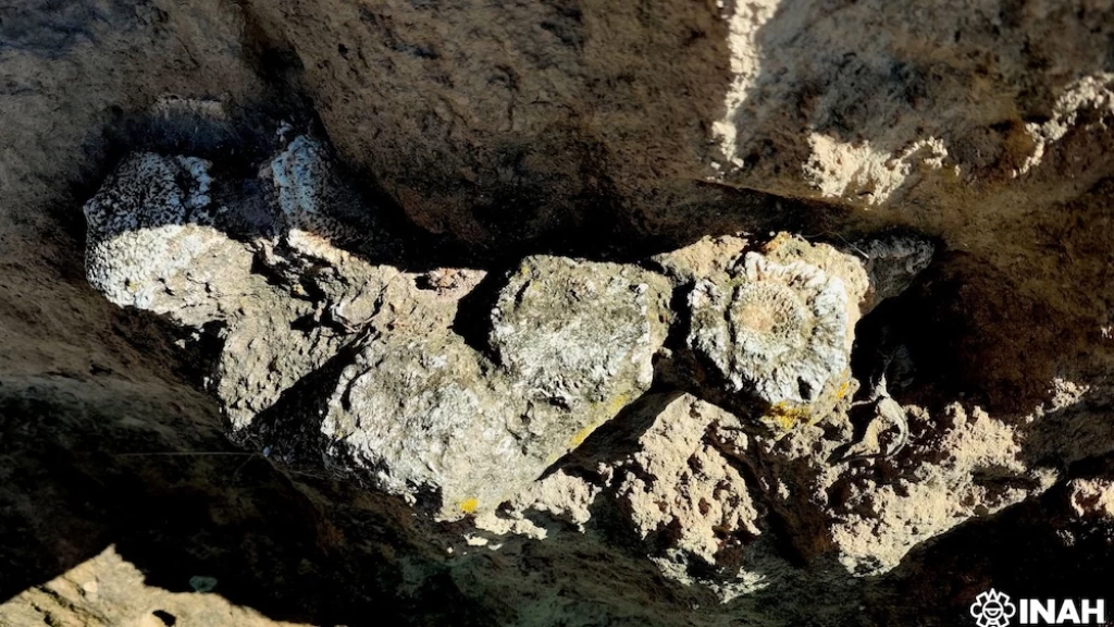 El INAH resguarda fósiles de megafauna del Pleistoceno tardío hallados en Acatzingo, Puebla