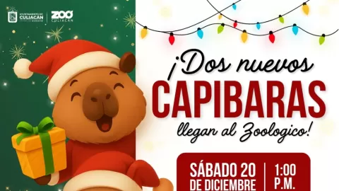 Culiacán invierte 320 mil pesos en dos capibaras para el Zoológico; gran bienvenida este sábado con entrada gratuita