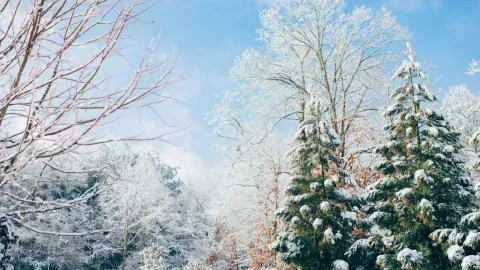 ¡Navidad Blanca Garantizada! La IA Comparte 3 Joyas Ocultas de México para Escapadas Invernales Únicas en 2025