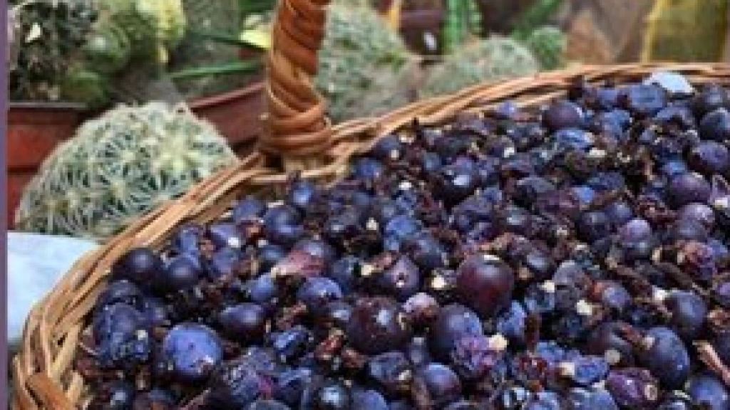 UAQ Revela el Potencial del Garambullo en la Prevención del Cáncer de Colon: Un Avance Prometedor desde Querétaro