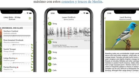 Revolución Sonora: La Aplicación Merlin Identifica Cantos de Aves con IA y Reconecta a Millones con la Naturaleza