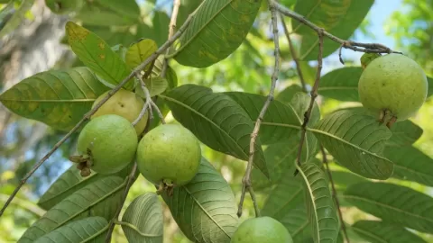 Guayaba: La fruta esencial del ponche para blindar tu salud y prevenir enfermedades este invierno
