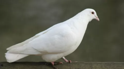 Día de los Inocentes 2025: De Tragedia Bíblica a Bromas Virales y el Reto de las Fake News este 28 de Diciembre