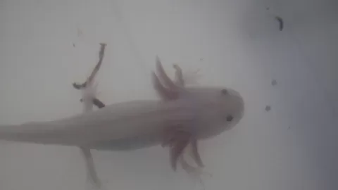 Investigadora de la UAS cultiva ajolotes en Sinaloa para desarrollar posible cura a enfermedades, por su poder de regeneración de tejidos u órganos