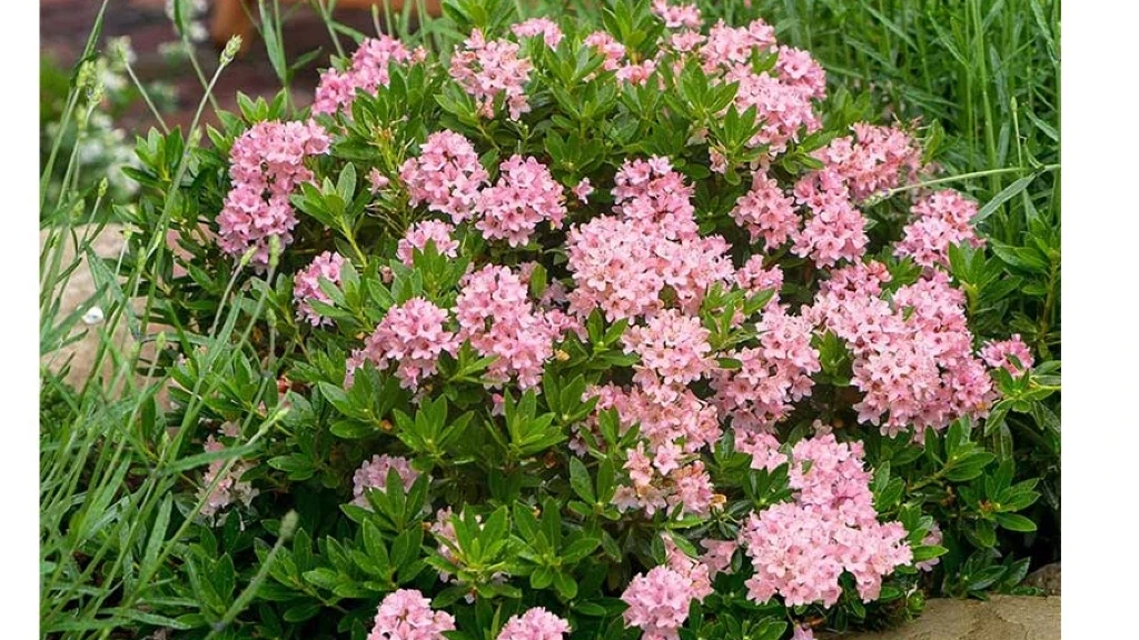 Descubre la Planta de Invierno Perfecta: Resistencia Extrema al Frío y Solución Anti-Humedad para tu Hogar – ¡No es Geranio!