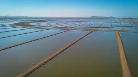 Producción de camarón en Sinaloa mantiene precios estables y repunte en acuacultura