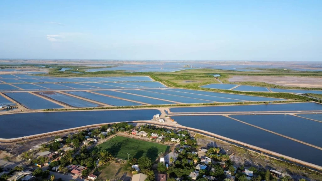 Fortalece Sinaloa la acuacultura con el establecimiento de periodos de siembra y cosecha de camarón para el ciclo 2026