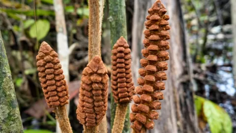 Asombroso hallazgo en la Amazonía peruana: Descubren la 'Zamia urarinorum', una planta de la era de los dinosaurios adaptada a ambientes inundables