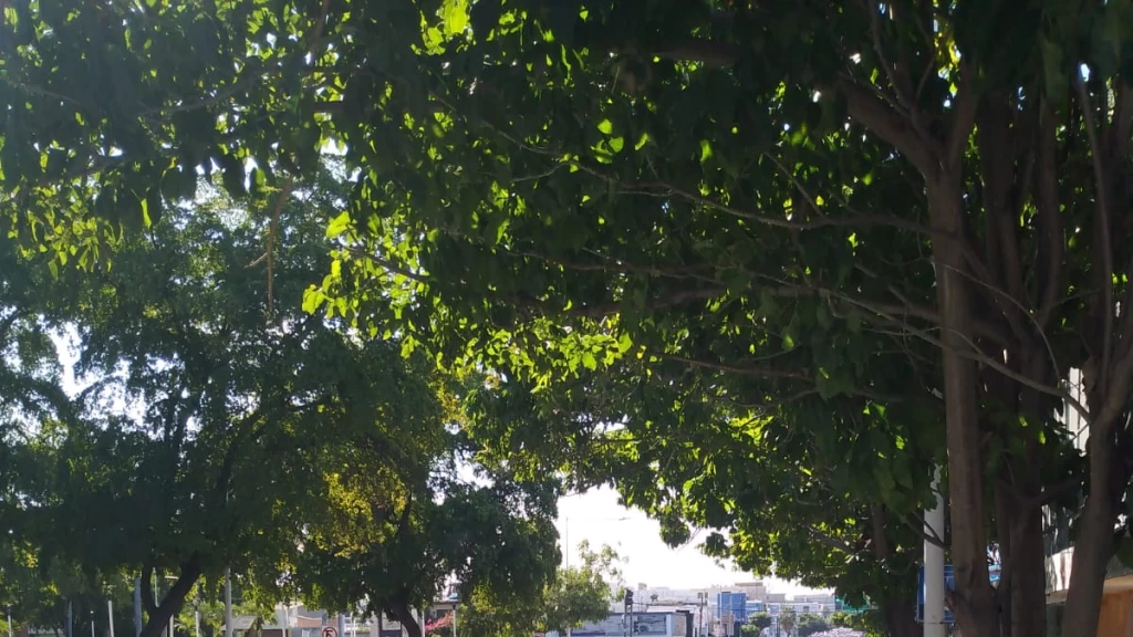 Culiacán se Une: Convocan a Marcha Pacífica por Ricardo Mizael