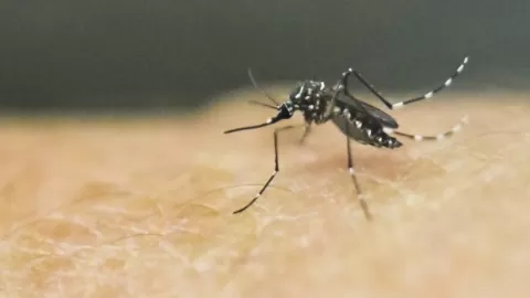 Alerta Dengue en México: 973 Casos Acumulados en Marzo y 23 Estados Afectados. ¡Conoce los Síntomas y Prevención!