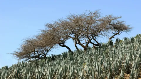 El auge global del Mezcal impulsa una crisis ambiental en Oaxaca: Producción se dispara, deforestación acelera y ecosistemas sufren