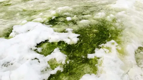 Antártida Verde: Satélites Europeos Revelan Sorprendente Cambio de Color en el Mar de la Cooperación