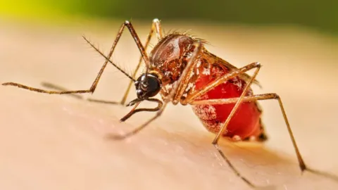 ¡Alerta Nacional de Salud! México Lanza Megajornada contra Dengue y Chikungunya 2026