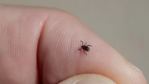 Alerta Nacional: Garrapatas Disparan Rickettsiosis en México; Casos Se Triplican y Letalidad Supera el 40%