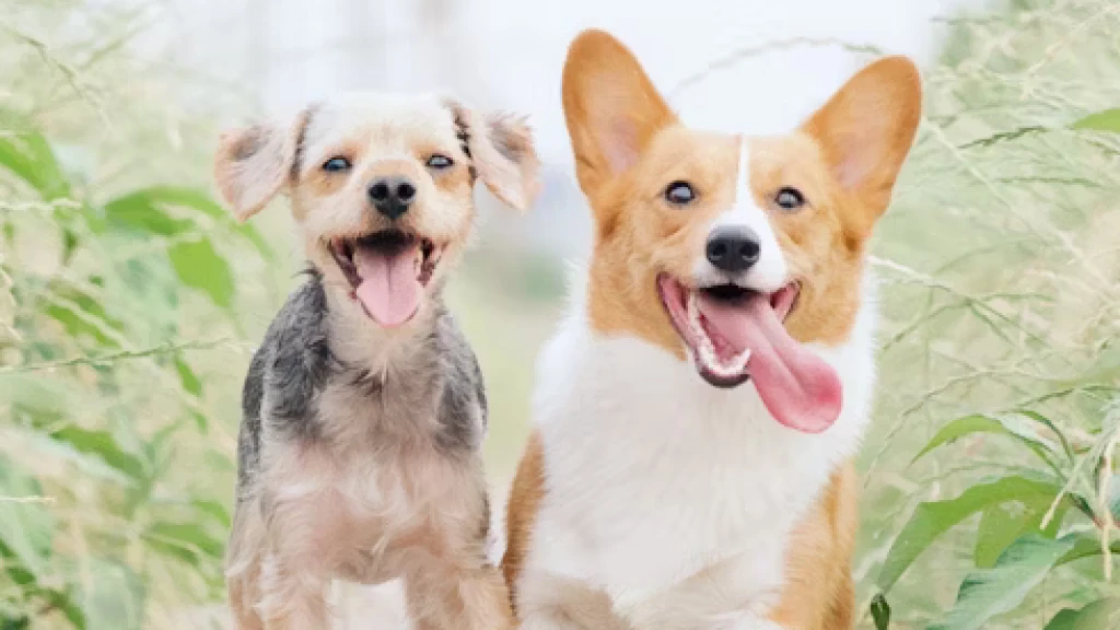 Día Mundial del Perro 2026: Origen, Historia y la Llamada a la Adopción Responsable este 21 de Julio
