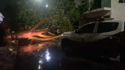 Culiacán Bajo el Agua: Lluvias Torrenciales Desatan Caos con Árboles Caídos y Apagones