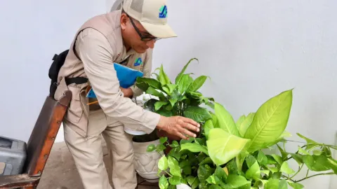 ¡Alerta Dengue en Sinaloa! Tu Hogar, Escudo Clave: Salud Pública Llama a la Acción Ciudadana