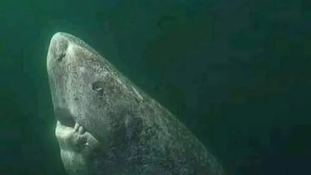 Tiburón de Groenlandia: El Secreto de 4 Siglos de Vida Revelado