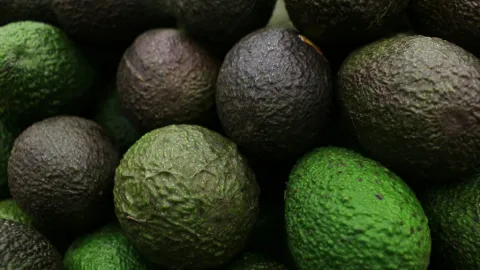 Aguacate Mexicano Conquista EUA: Exportaciones Rompen Récord con un Crecimiento del 35% en 2026