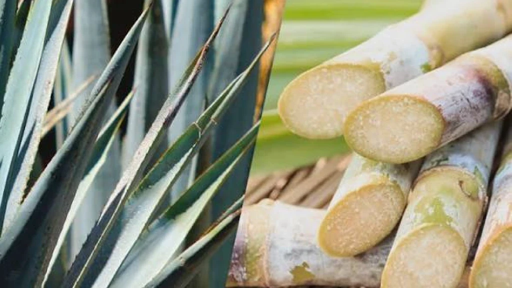 México y Brasil Blindan el Tequila y la Cachaça: Renovación de Acuerdo Fortalece Denominaciones de Origen