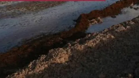 Sargazo en el Caribe Mexicano se Multiplica por 27: Semarnat Declara 'Cifras de Pesadilla' en el Peor Año Registrado