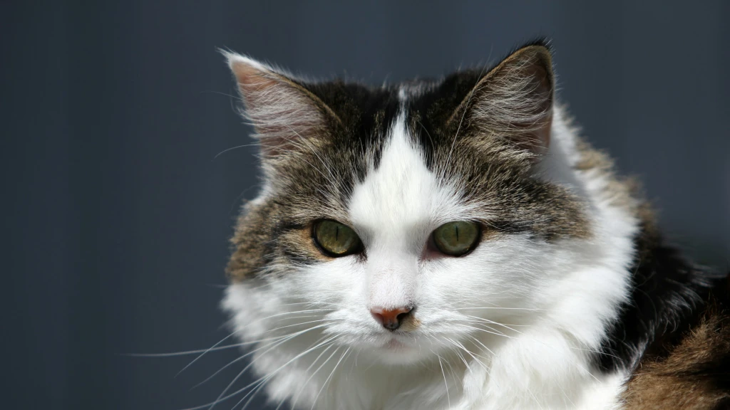8 de Agosto: Día Internacional del Gato – Conciencia y Cuidado Esenciales para Nuestros Compañeros Felinos