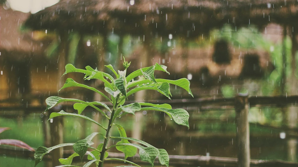 Temporal de Lluvias Intensas y Mar de Fondo Continuarán la Semana del 10 al 14 de Agosto en Sinaloa
