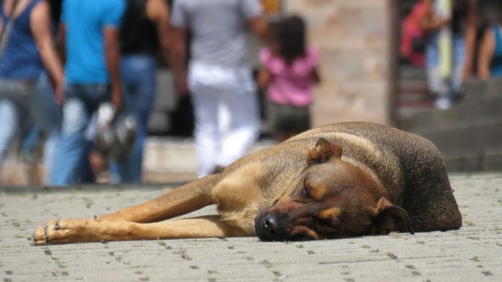 29.7 Millones de Perros y Gatos Viven en la Calle, 500 Mil Son Abandonados Anualmente; ¡La Esterilización es Urgente!