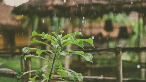 Sinaloa: Monzón Mexicano Prepara Tormentas y Bochorno Intenso para el Fin de Semana