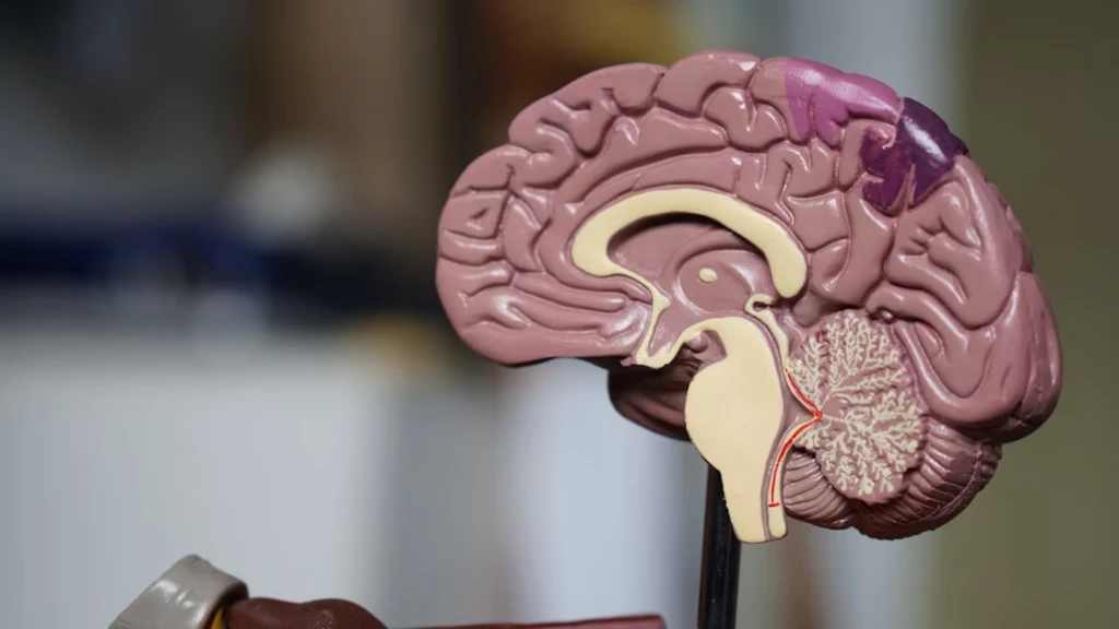 Harvard Mantiene Minicerebros Humanos Vivos por Años, Abriendo Nuevas Rutas para Terapias Cerebrales