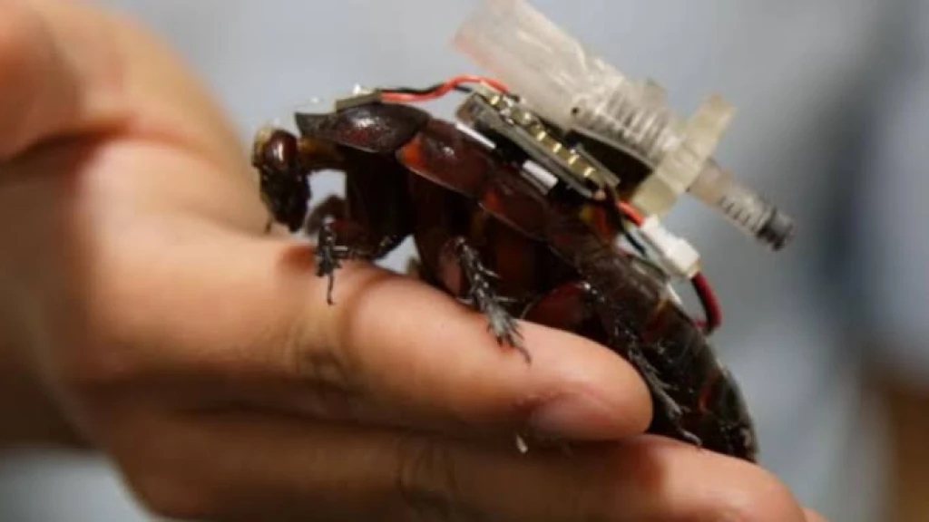 Cucarachas Paramédicas: La Innovación Cyborg que Revoluciona el Rescate en Terremotos