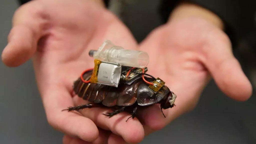 Cucarachas Paramédicas: La Innovación Cyborg que Revoluciona el Rescate en Terremotos