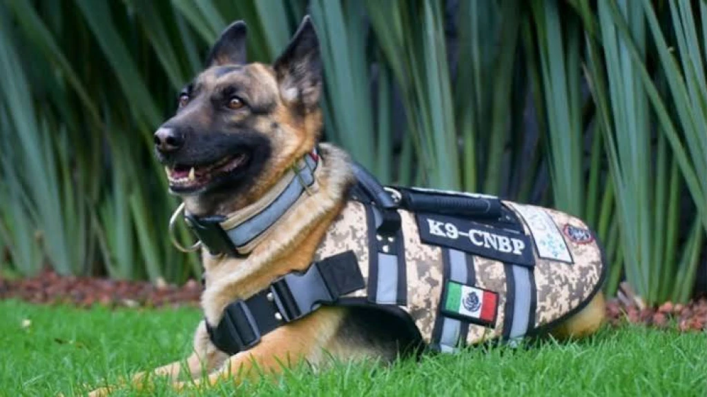 Molly, la nueva heroína K9: Comisión Nacional de Búsqueda de México fortalece la localización de desaparecidos