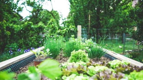 Huertos urbanos: Cómo cultivar tus propios alimentos en casa para ahorrar dinero y mejorar tu salud