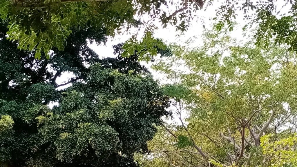 Parque Ecológico Culiacán Inicia Renovación: Baños Modernizados, Hidratación y Seguridad Reforzadas