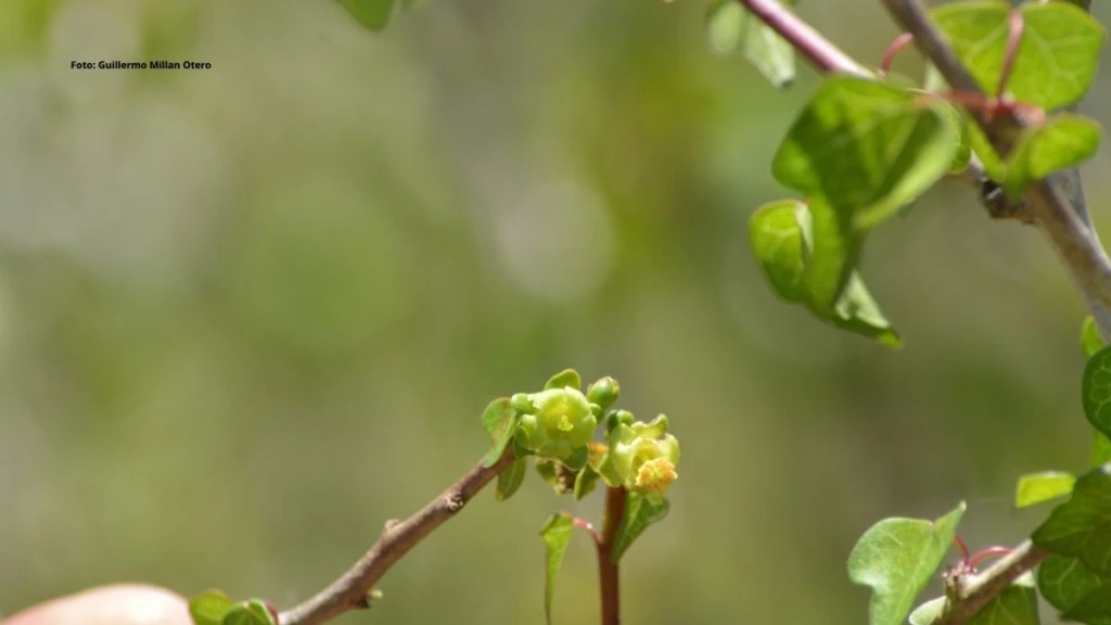 Científicos reportan una nueva especie de planta para la ciencia en la Meseta de Cacaxtla en Sinaloa