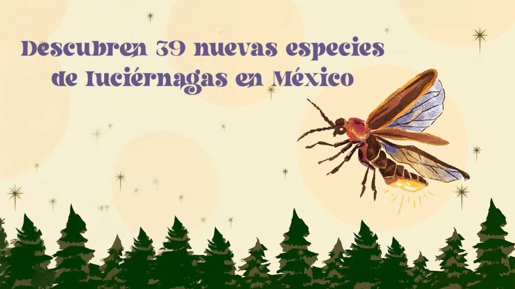 UNAM Descubre 'Photinus dangadeni', Nueva Luciérnaga en Parque Nacional El Chico